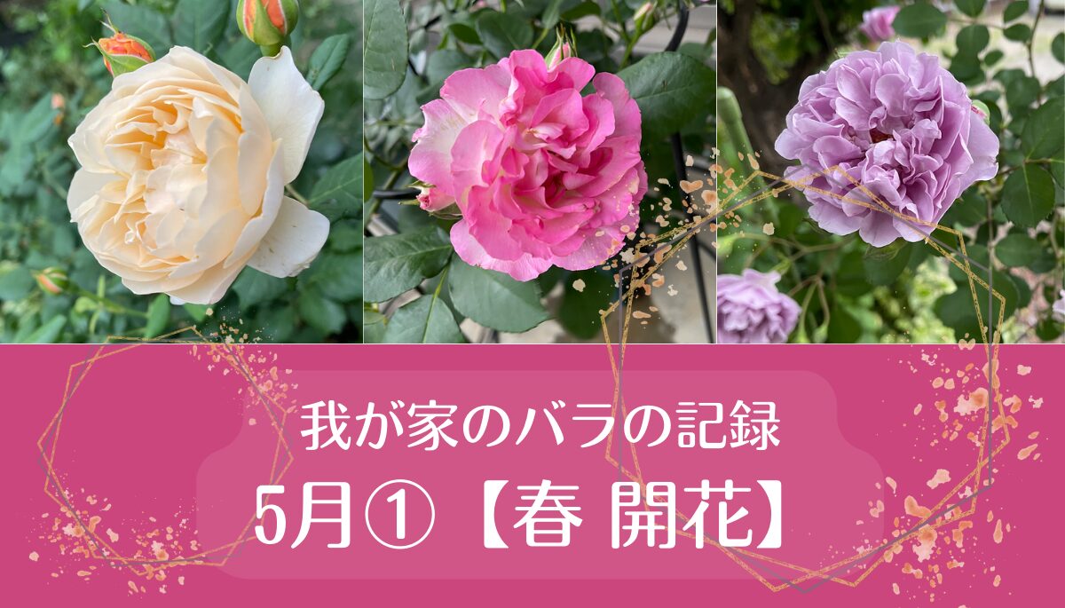 我が家のバラの記録　5月①【春 開花】